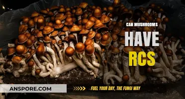 Can Mushrooms Have RCS? Exploring Contamination Risks in Fungi