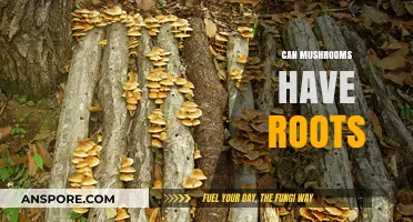 Do Mushrooms Have Roots? Unveiling the Fungal Underground Network