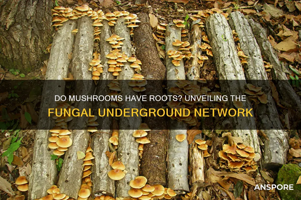 can mushrooms have roots