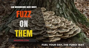 White Fuzz on Mushrooms: What It Means and Should You Worry?