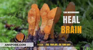 Mushrooms and Brain Health: Unlocking Nature's Healing Potential