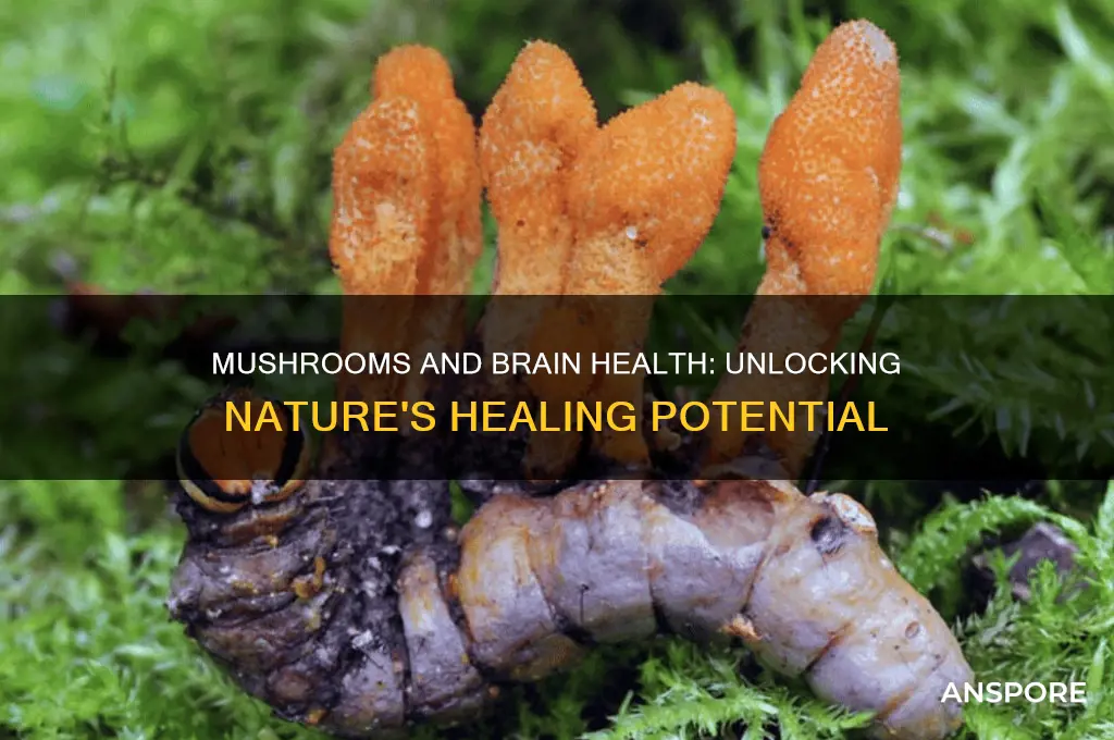 can mushrooms heal brain