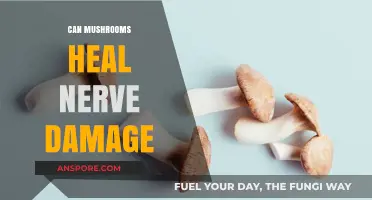 Mushrooms' Potential to Heal Nerve Damage: A Natural Solution?