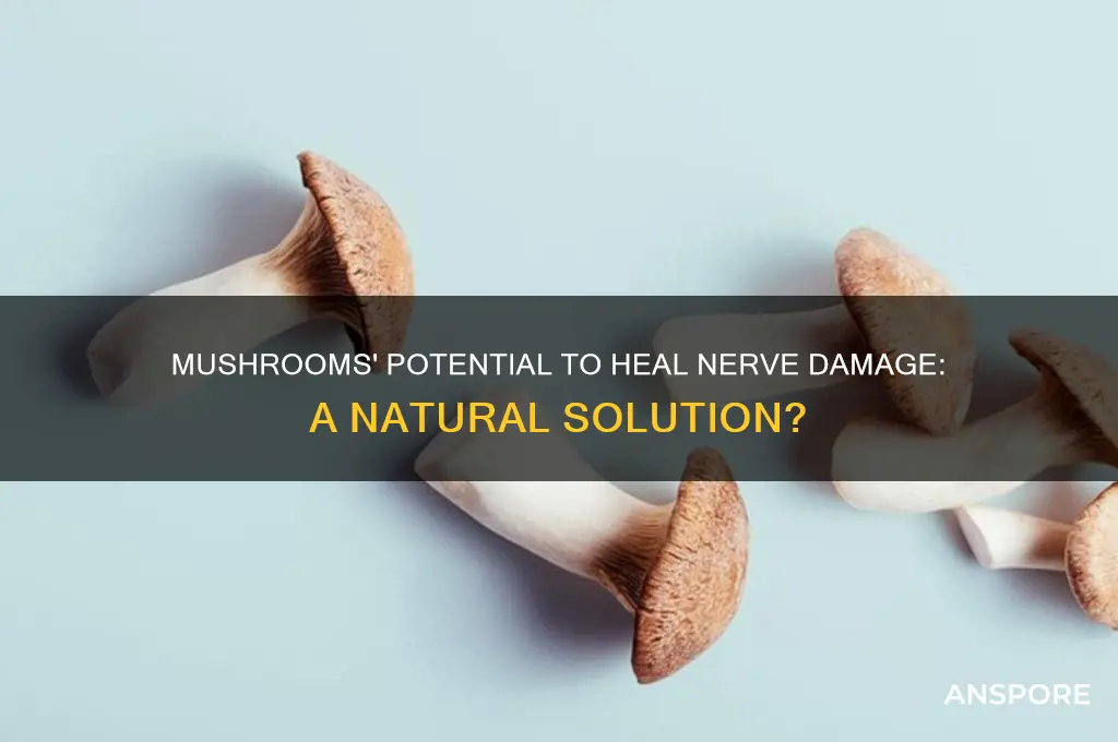 can mushrooms heal nerve damage