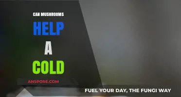 Mushrooms' Cold-Fighting Potential: Natural Remedies for Faster Recovery