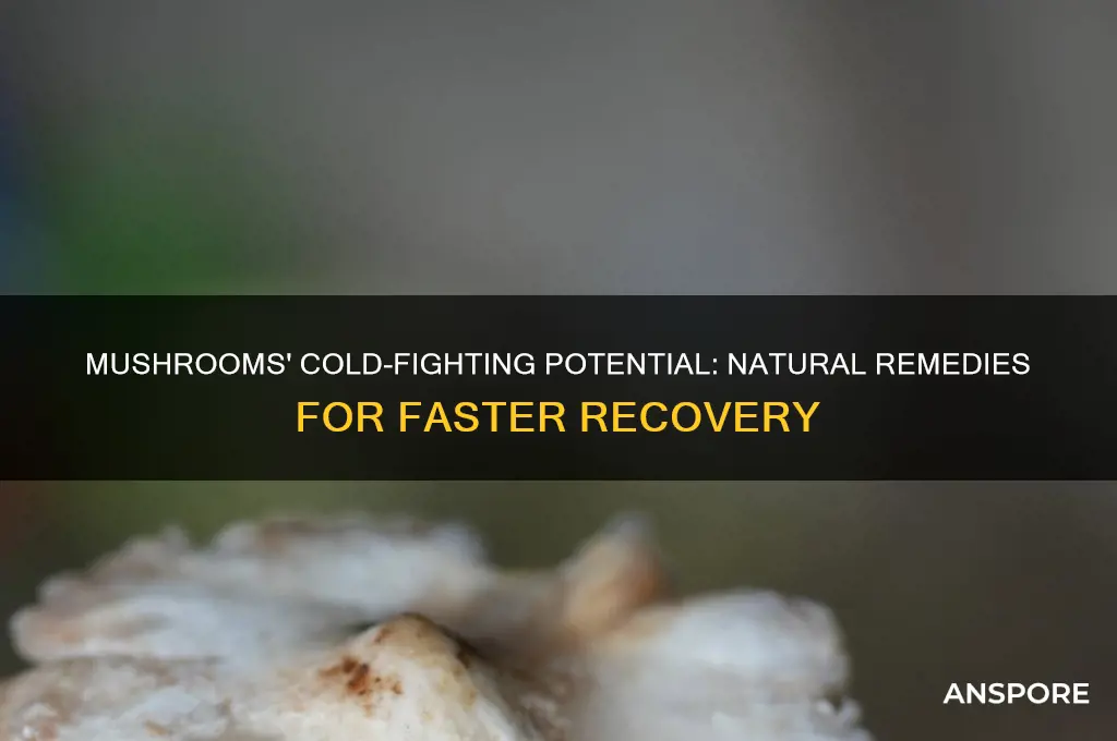 can mushrooms help a cold