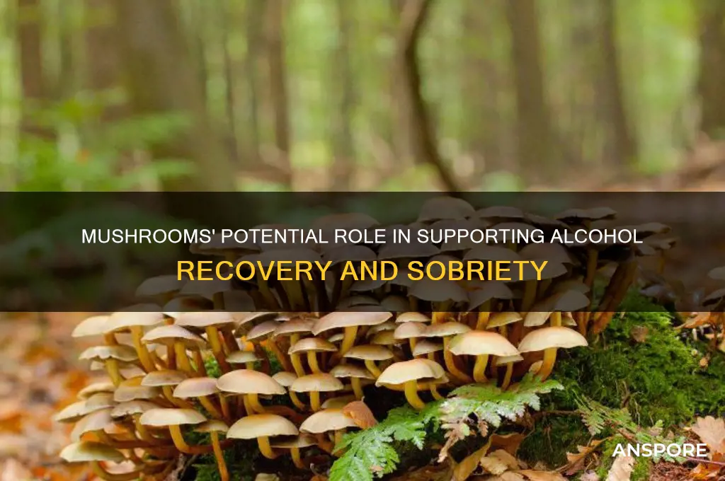 can mushrooms help alcoholics
