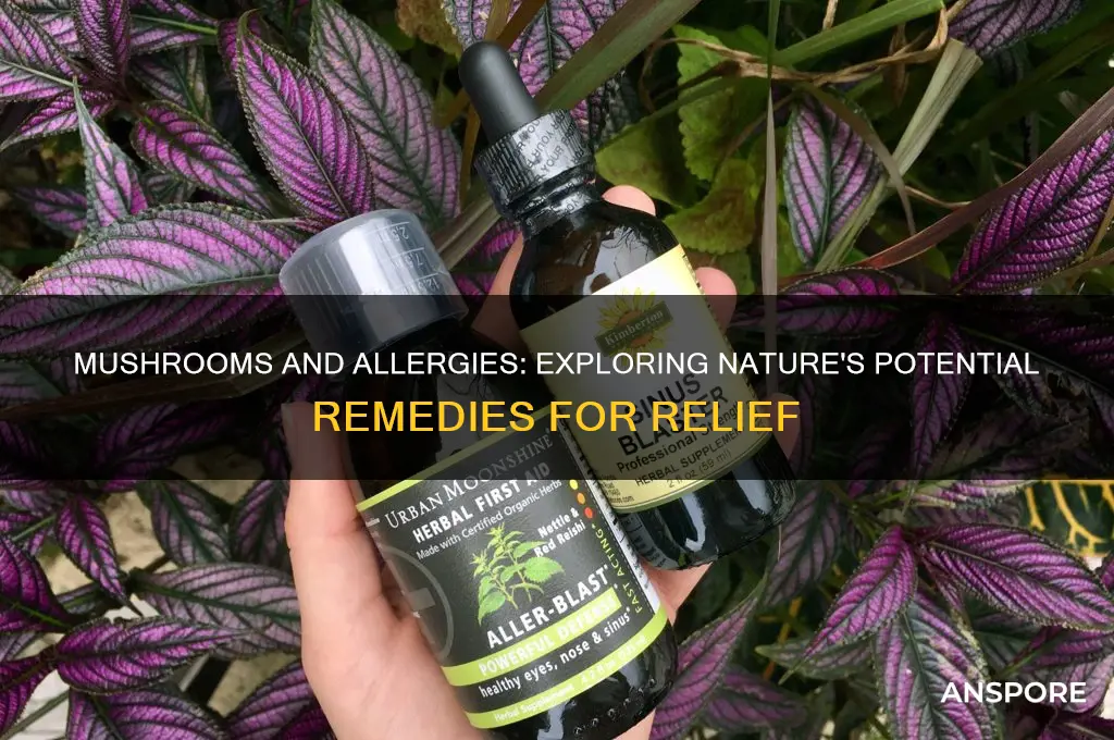 can mushrooms help allergies