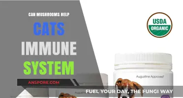 Boosting Feline Health: Mushrooms' Role in Strengthening Cats' Immune Systems