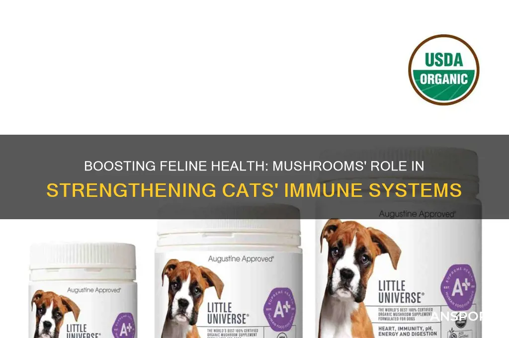 can mushrooms help cats immune system