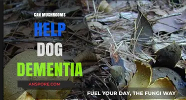 Mushrooms and Canine Cognitive Health: A Natural Remedy for Dog Dementia?