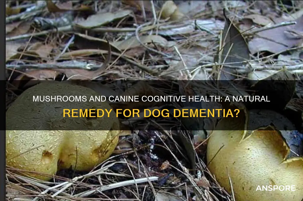 can mushrooms help dog dementia