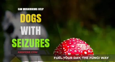 Mushrooms for Canine Seizures: Natural Relief or Risky Remedy?