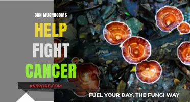 Mushrooms' Anticancer Potential: Unlocking Nature's Healing Power Against Cancer