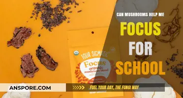 Boost Your Focus: Can Mushrooms Enhance School Productivity?