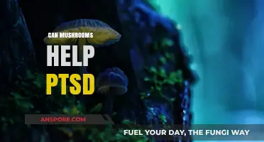 Mushrooms and PTSD: Exploring Psilocybin's Potential for Healing Trauma