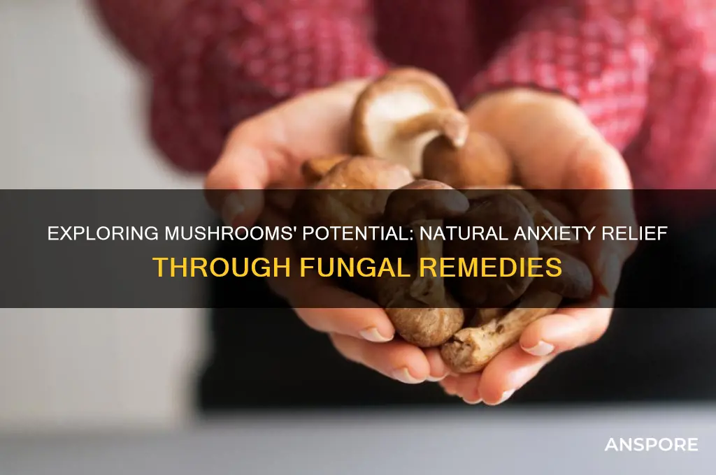 can mushrooms help with anxiety