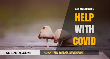 Mushrooms and COVID-19: Exploring Potential Immune-Boosting Benefits