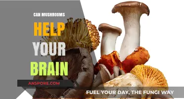 Mushrooms and Mind Power: Unlocking Cognitive Benefits for Brain Health