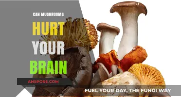 Mushrooms and Brain Health: Separating Fact from Fiction