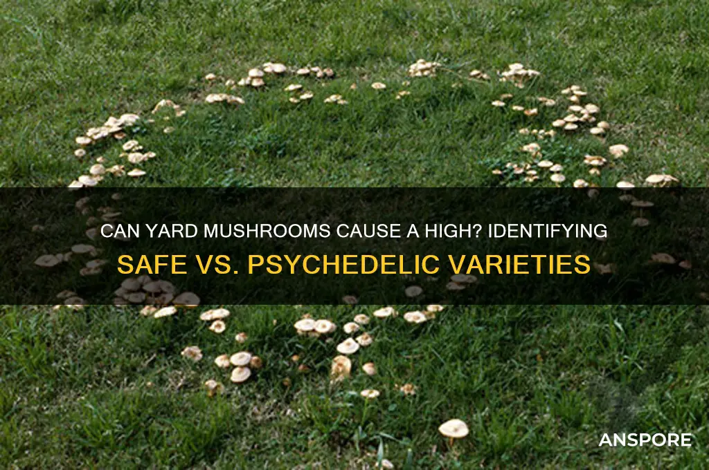 can mushrooms in your yard get you high