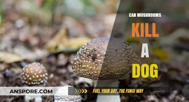 Toxic Mushrooms: Deadly Risks for Dogs and Prevention Tips