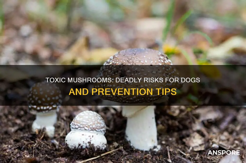 can mushrooms kill a dog