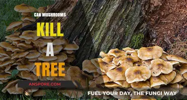 Can Mushrooms Kill Trees? Understanding Fungal Threats to Forest Health