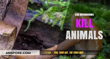 Deadly Fungi: Can Mushrooms Pose a Fatal Threat to Animals?