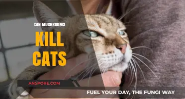Are Mushrooms Deadly for Cats? Understanding the Risks and Symptoms