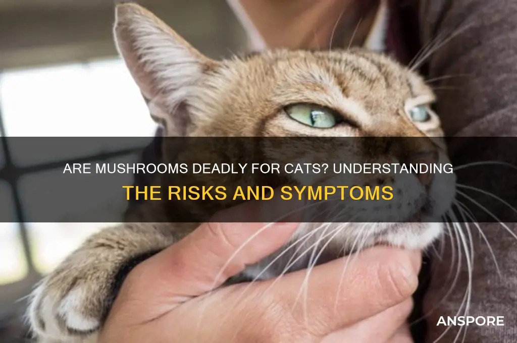 can mushrooms kill cats