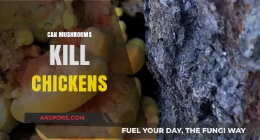 Are Mushrooms Deadly to Chickens? A Comprehensive Guide for Poultry Owners