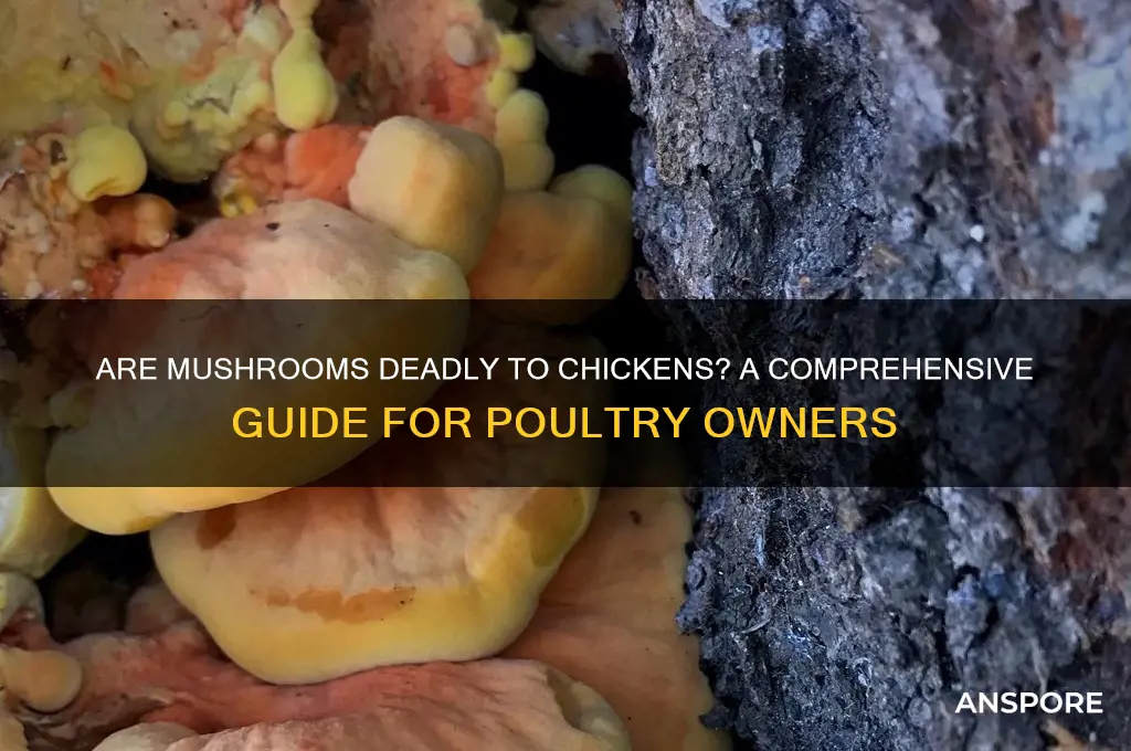 can mushrooms kill chickens
