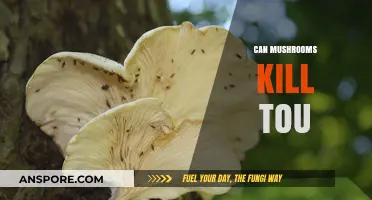 Can Mushrooms Be Deadly? Understanding Toxic Varieties and Risks