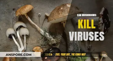 Mushrooms' Antiviral Power: Can Fungi Fight and Kill Viruses?