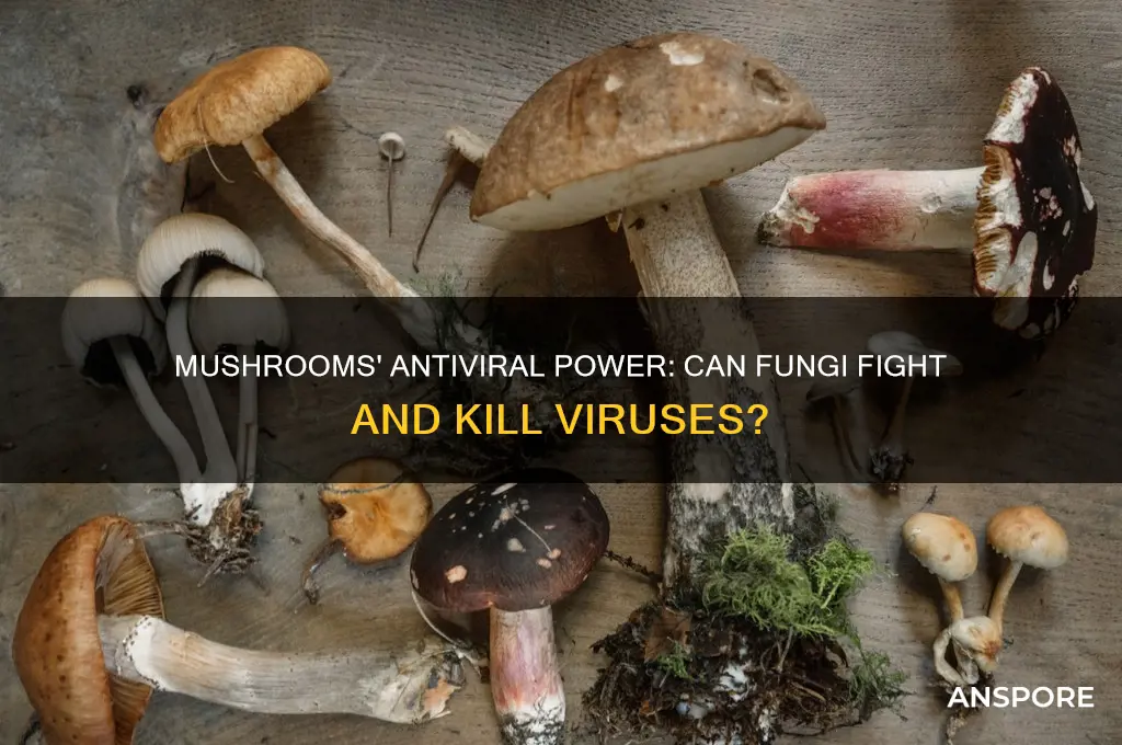can mushrooms kill viruses