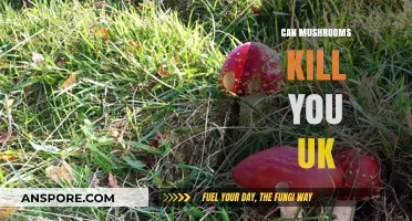 Deadly UK Mushrooms: Identifying Poisonous Species and Their Risks