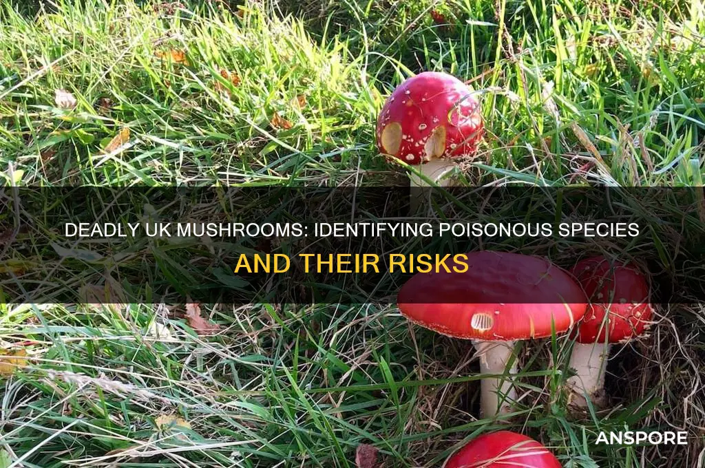 can mushrooms kill you uk