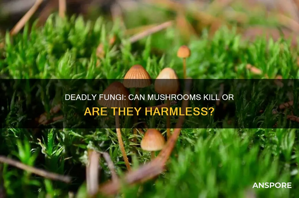 can mushrooms kill