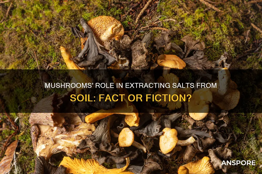 can mushrooms leach out salts from soil