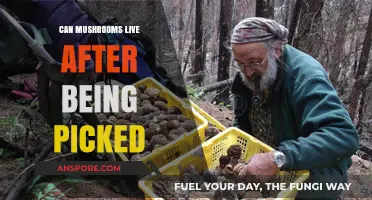 Do Picked Mushrooms Survive? Exploring Post-Harvest Mushroom Viability