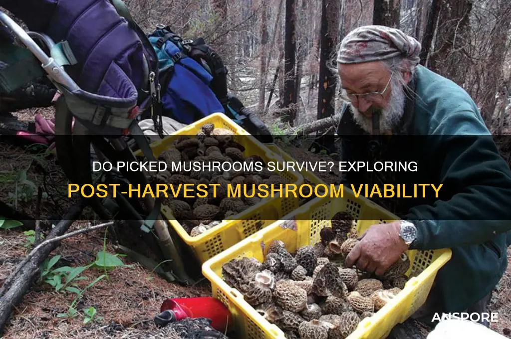 can mushrooms live after being picked