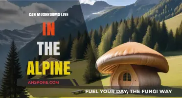 Exploring Alpine Habitats: Can Mushrooms Thrive in High-Altitude Environments?