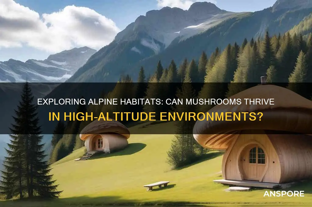 can mushrooms live in the alpine