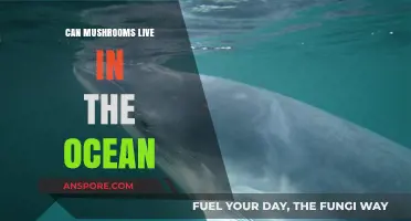 Exploring the Possibility: Can Mushrooms Thrive in Ocean Environments?