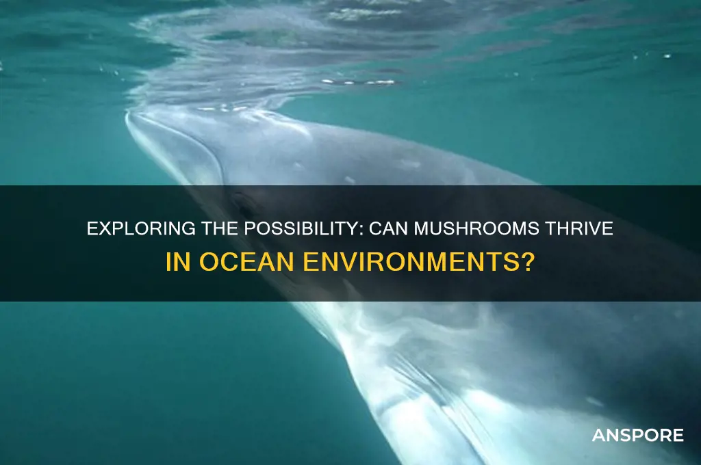 can mushrooms live in the ocean