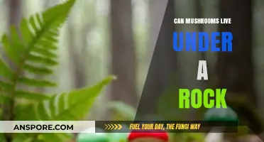 Can Mushrooms Thrive Under Rocks? Exploring Their Hidden Habitat