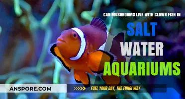 Mushrooms and Clownfish: Compatible Tank Mates in Saltwater Aquariums?