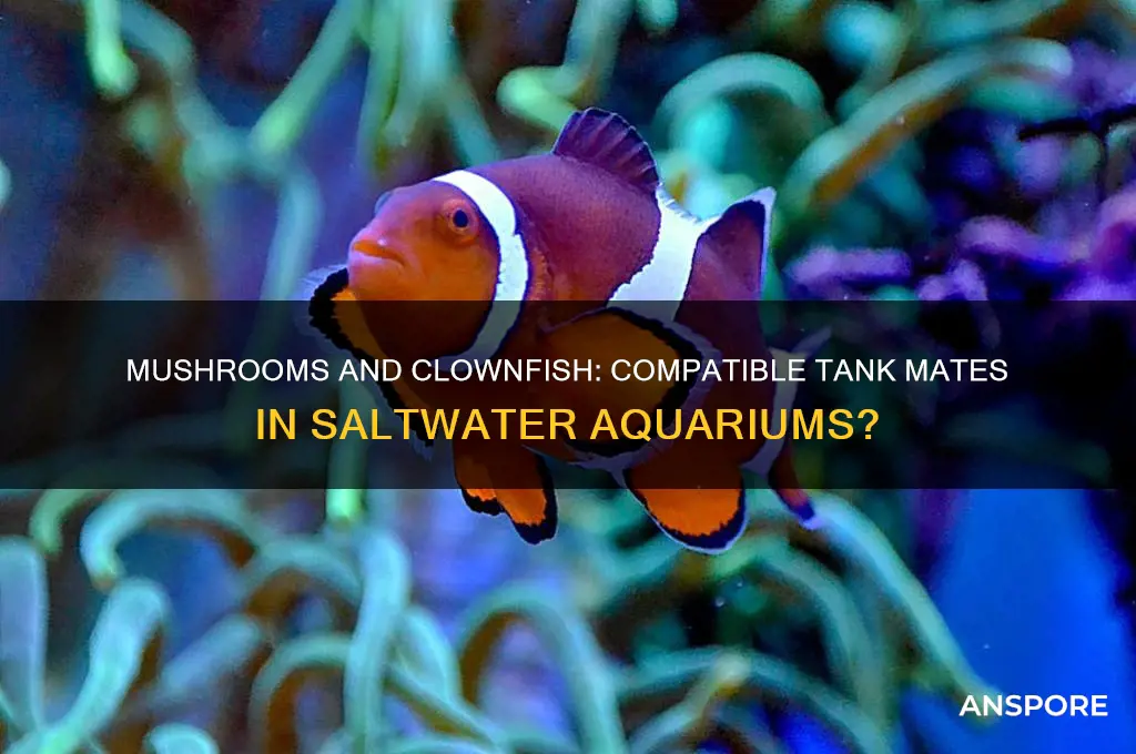 can mushrooms live with clown fish in salt water aquariums
