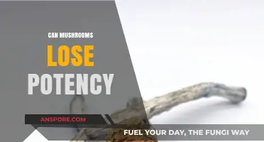 Do Mushrooms Lose Potency Over Time? Storage Tips Revealed